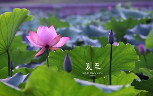 旗开网 夏至已至：吃粽子原是夏至的习俗？